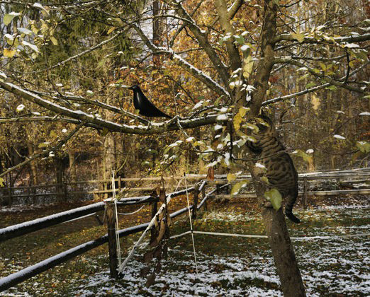 Eames House Bird-113484