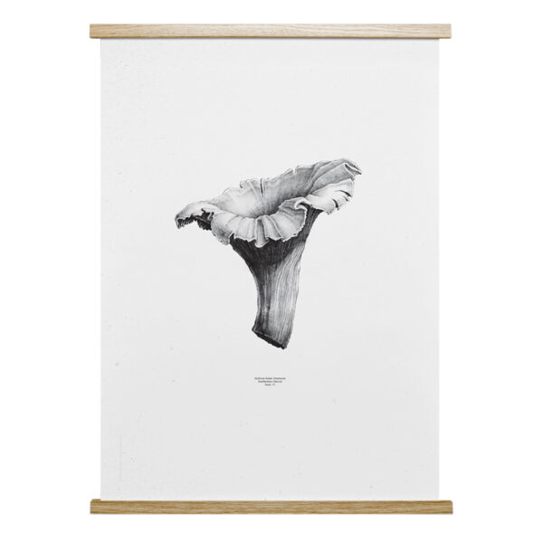 Chanterelle White - 50x70-0
